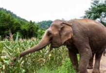 रायगढ़ में हाथियों का आतंक, फसलों के नुकसान से चिंतित ग्रामीण कर रहे हैं देवी-देवताओं की पूजा