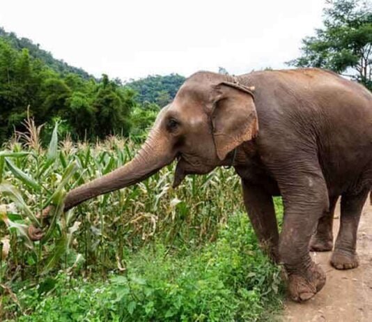 छत्तीसगढ़ में हाथियों का उत्पात, घर के अंदर घुसकर पिता-पुत्री को कुचला, दोनों की मौत