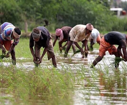 सरकारी प्रोत्साहन से छत्तीसगढ़ में मिलेट की खेती के प्रति किसानों का बढ़ा रुझान
