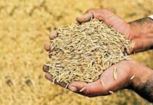 पारदर्शी धान खरीदी व्यवस्था से बढ़ा किसानों का भरोसा