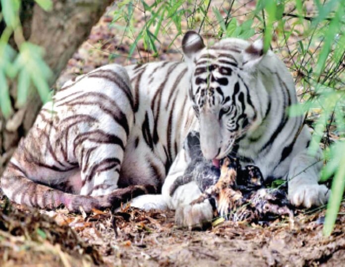 white tiger with child