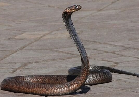 छत्तीसगढ़ के बलरामपुर में सांप के काटने से सगे भाई-बहन की मौत