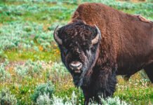 छत्तीसगढ़ में करंट की चपेट में आने से गर्भवती बायसन की मौत, शिकारियों ने शव के टुकड़े किए