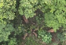 रायगढ़ के छाल रेंज का वीडियो वायरल, दिखी इंसान और वन्यजीवों के बीच अनोखी समझ